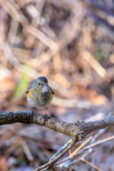 ルリビタキ♀