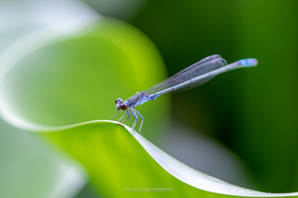 クロイトトンボⅡ