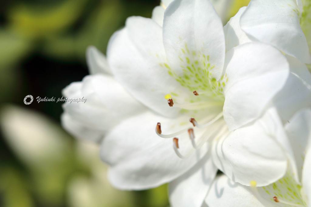 azalea②