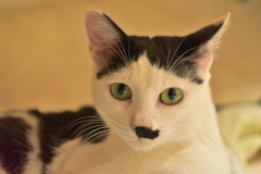 うちのネコ