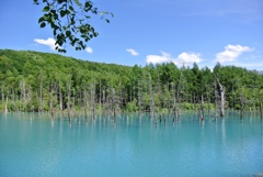 富良野 青い池