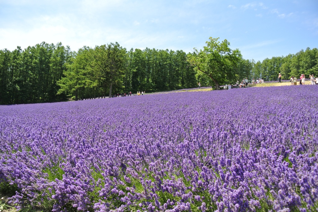 富良野 ファーム富田