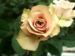 薔薇