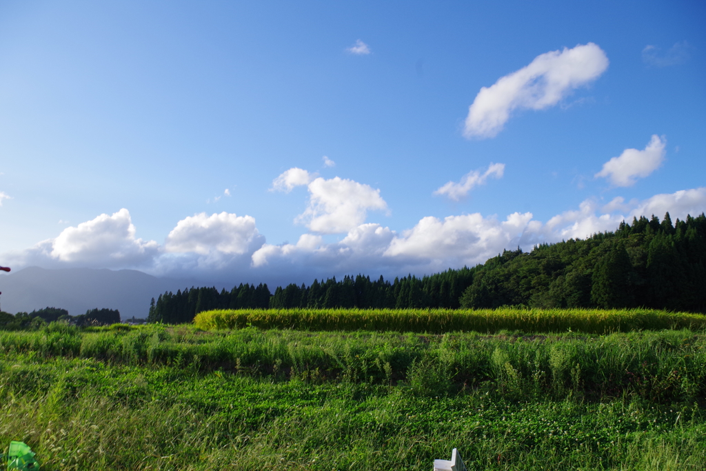 長閑な青空