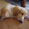My Wanko