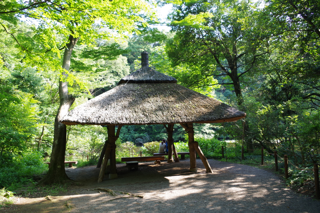 Oasis