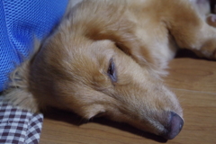 Lovely Sleeping Face