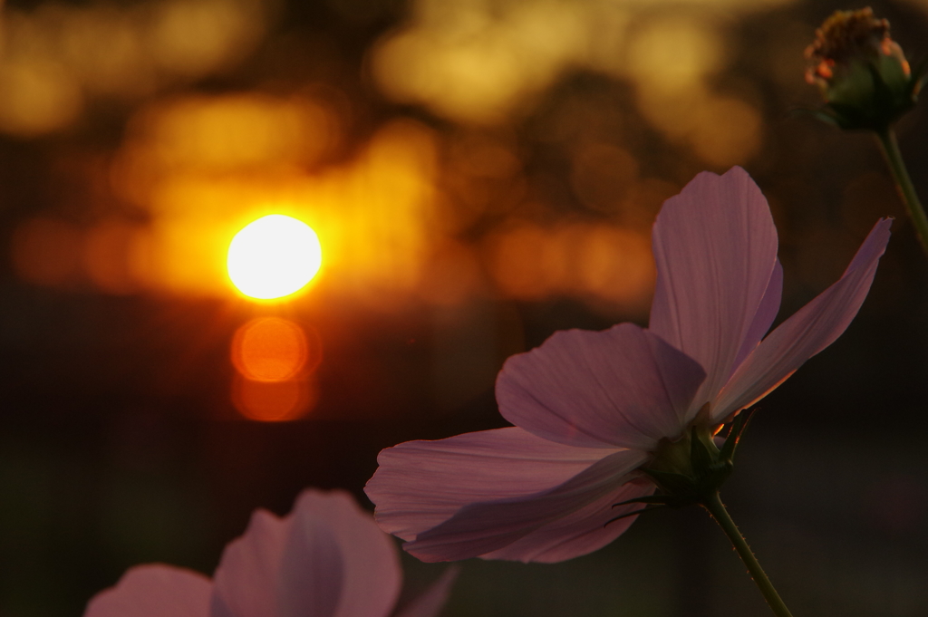 褐色の花