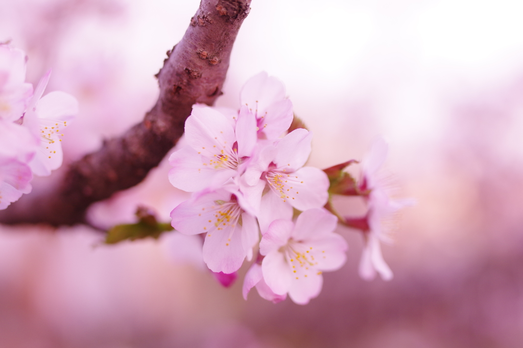 桜花