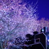 夜桜