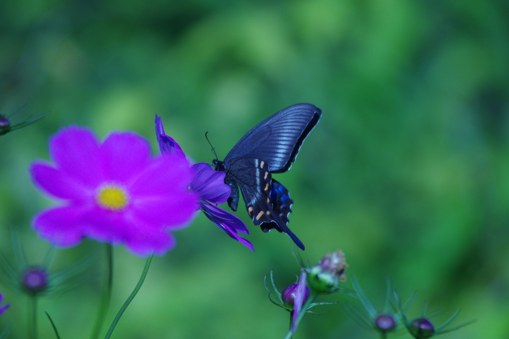 花と蝶 by 忍千 （ID：8065924） - 写真共有サイト:PHOTOHITO