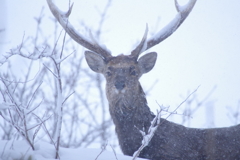 ユキジカ