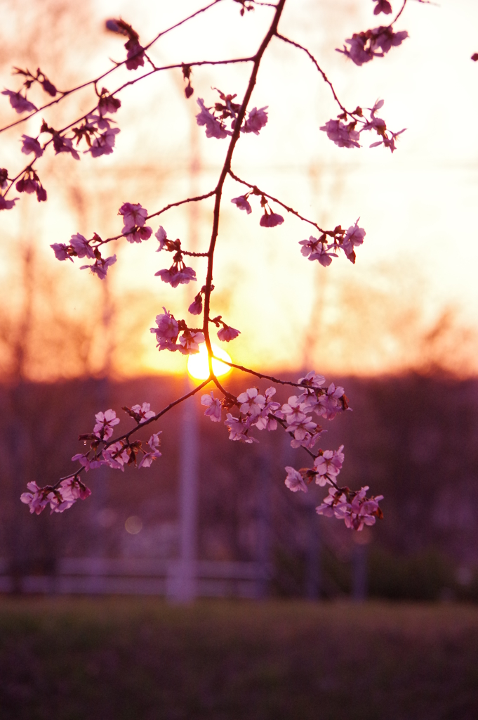 夕桜