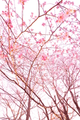 桜の時