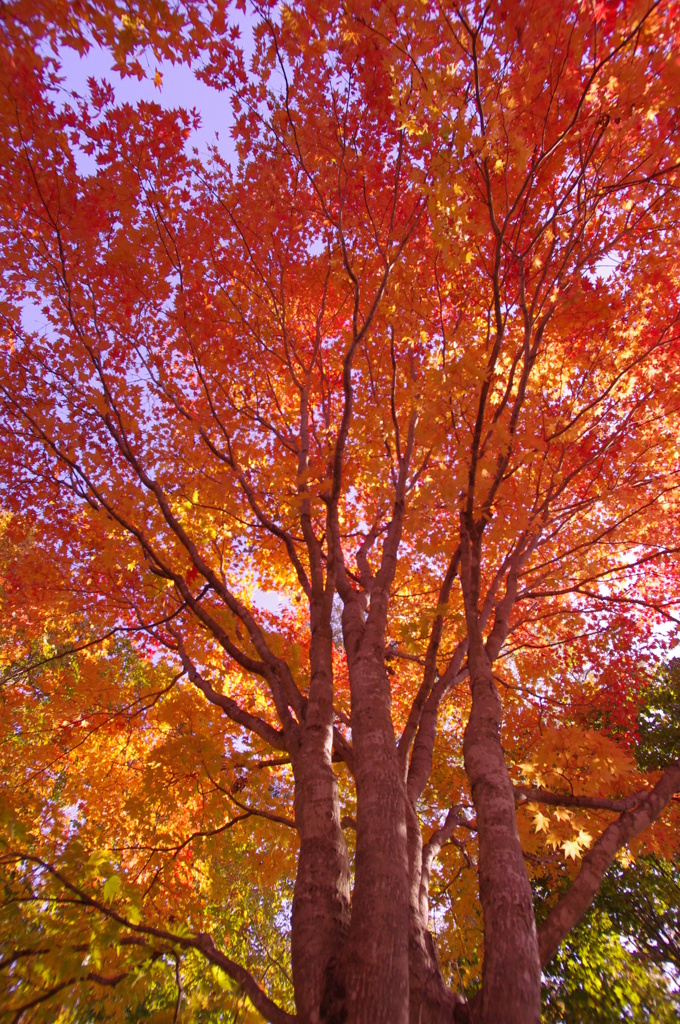 紅葉樹
