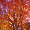 紅葉樹