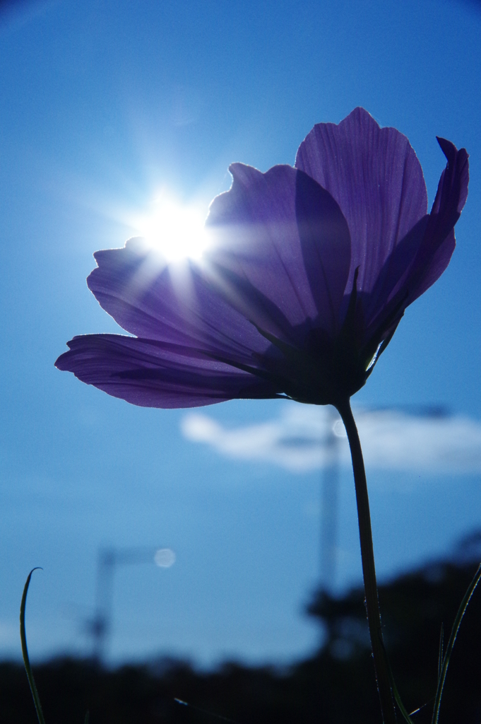 光る花