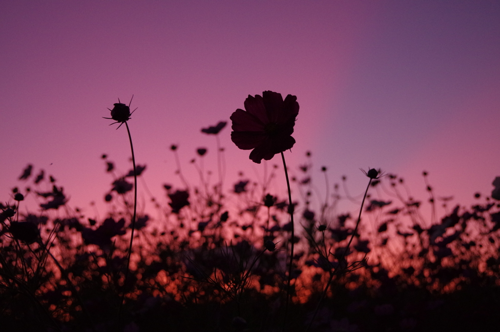 夕暮れのコスモス