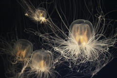 jellyfish