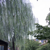 柳　