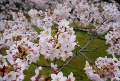 桜の毬