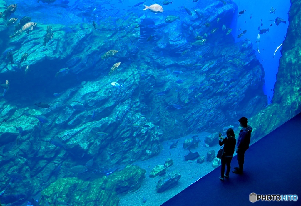 デートといえば水族館だよね！