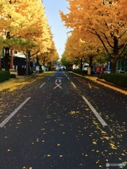 紅葉がんばる。