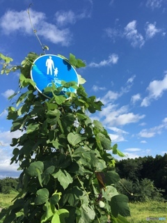 夏の空