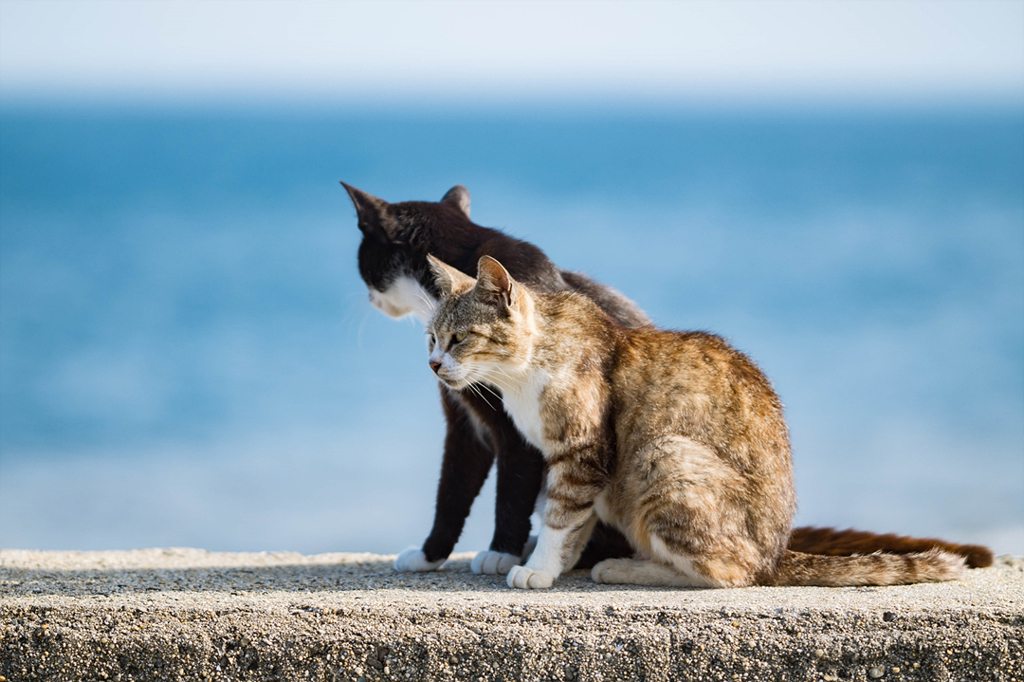 猫島