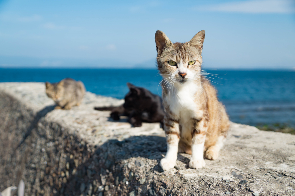 猫島