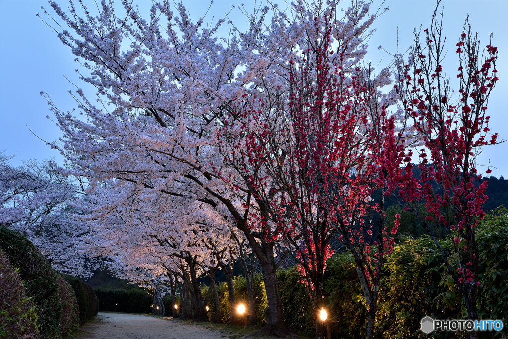 夕刻に映える華