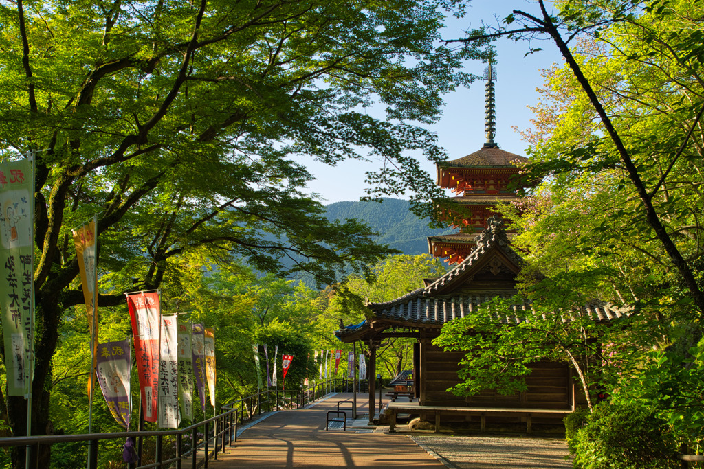 新緑の長谷寺