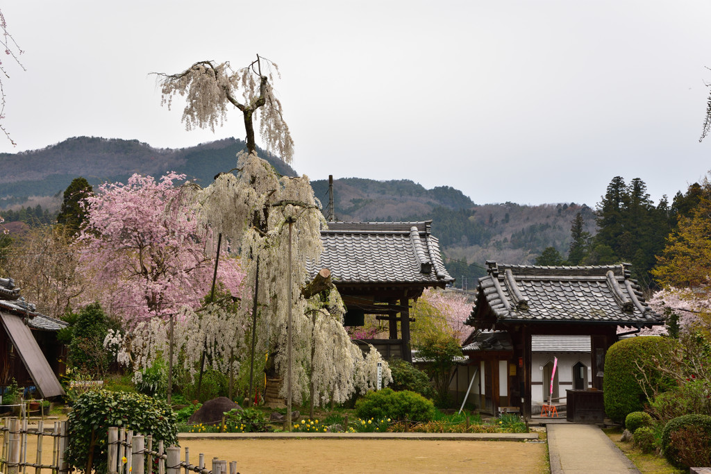 室生　大野寺の春