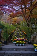 錦秋～菊回廊と紅葉