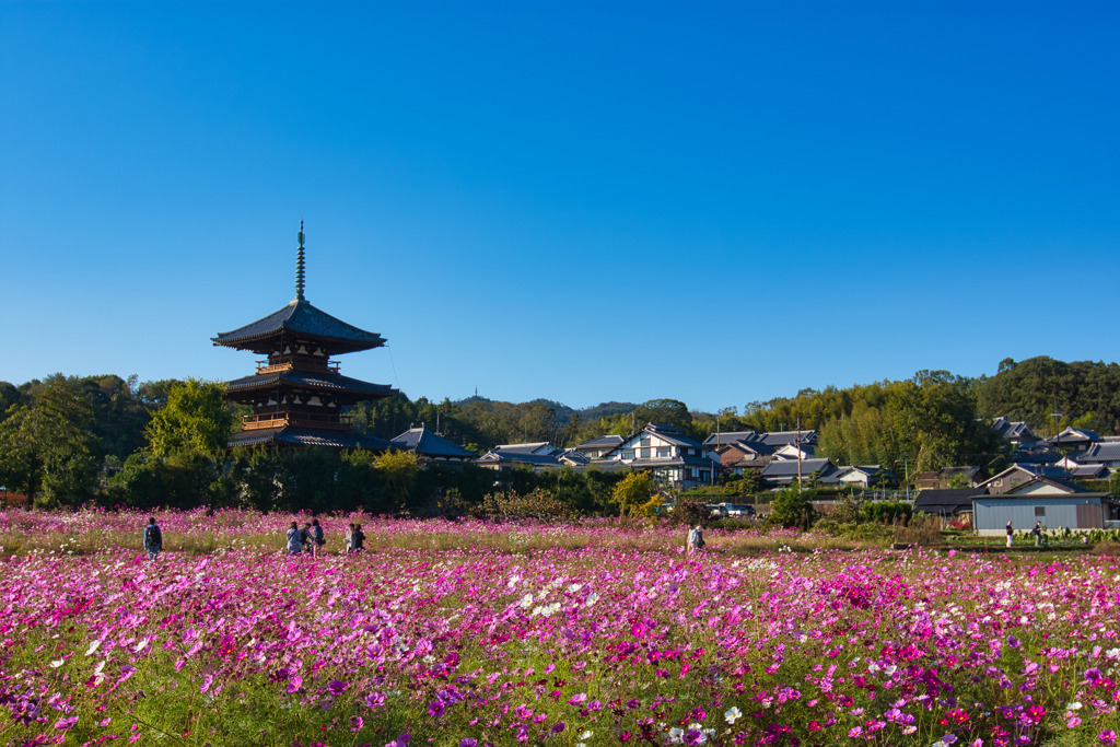 彩る・・