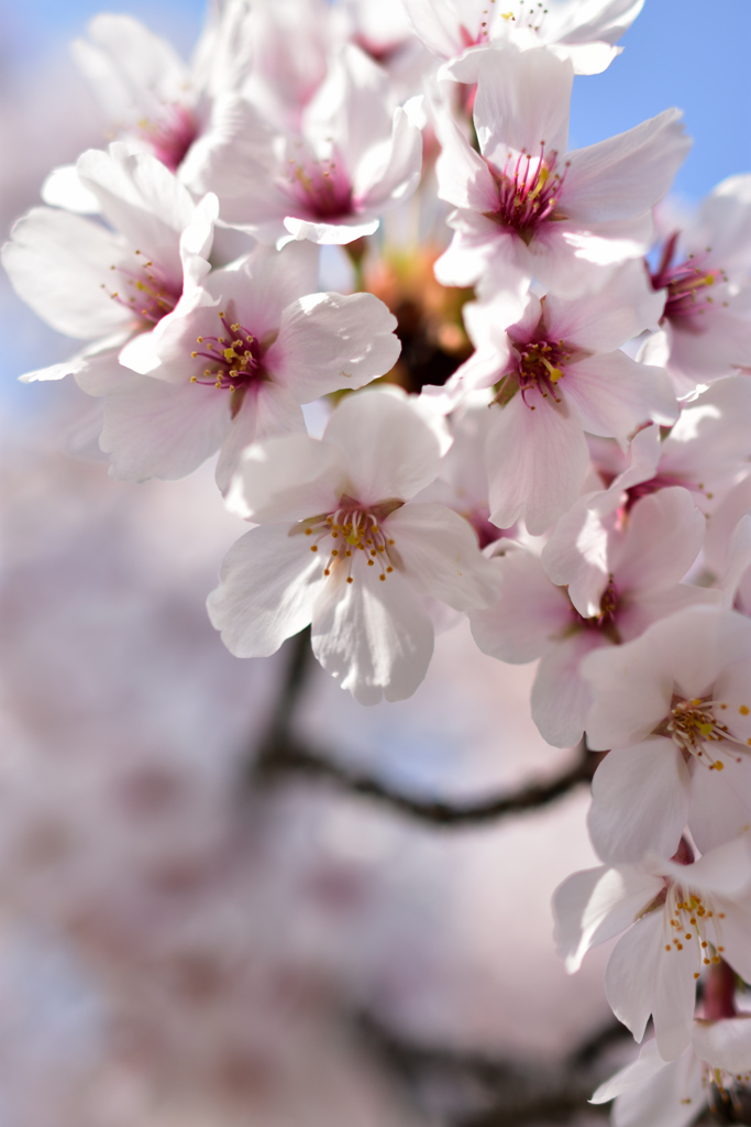 当麻寺の桜