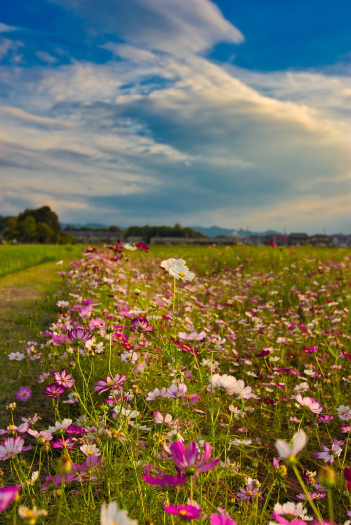 秋空と秋桜～藤原京跡