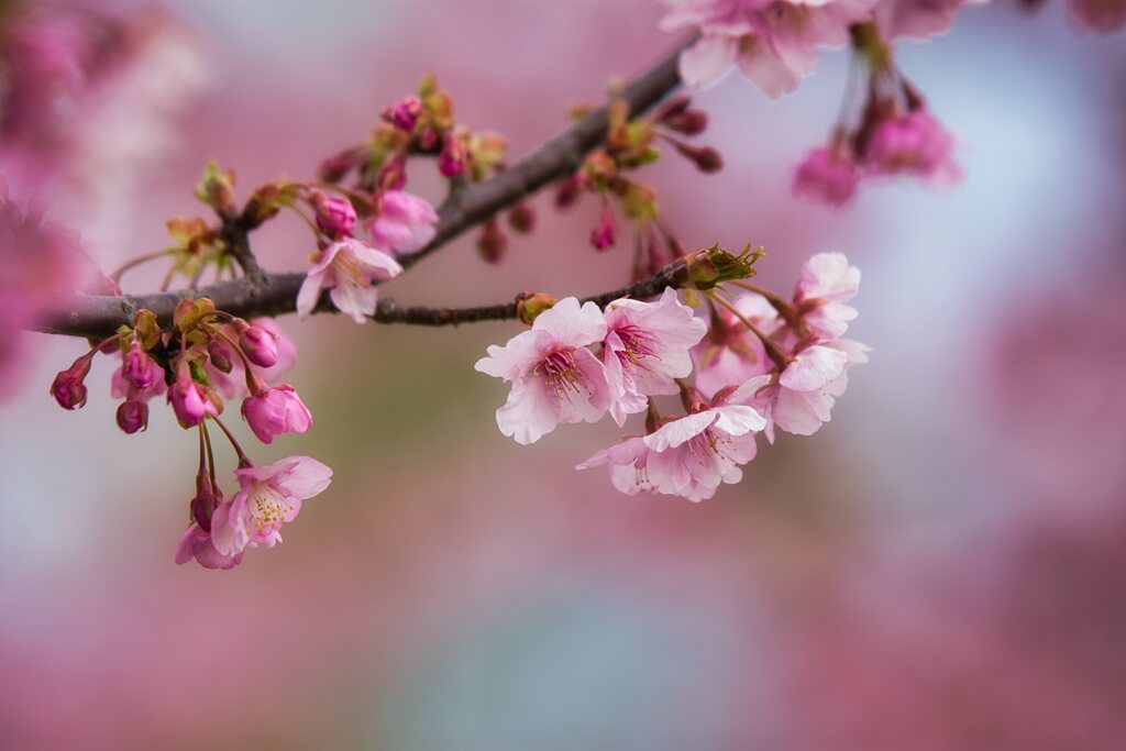 馬見の河津桜