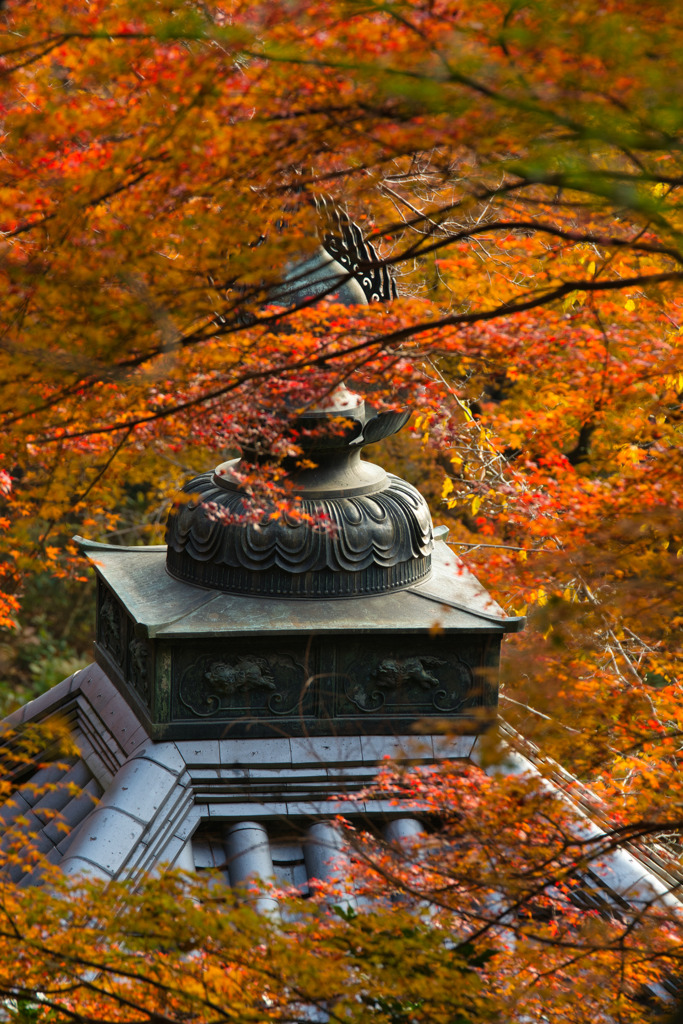 錦秋の長谷寺　其の参