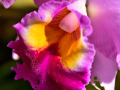  Pansy orchid②