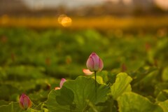 夕陽に照らされて・・