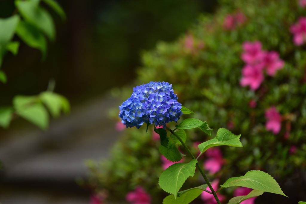 紫陽花　咲く