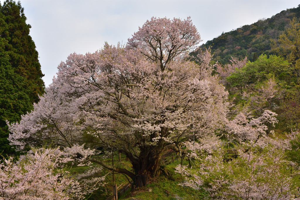 榛原の千年桜③