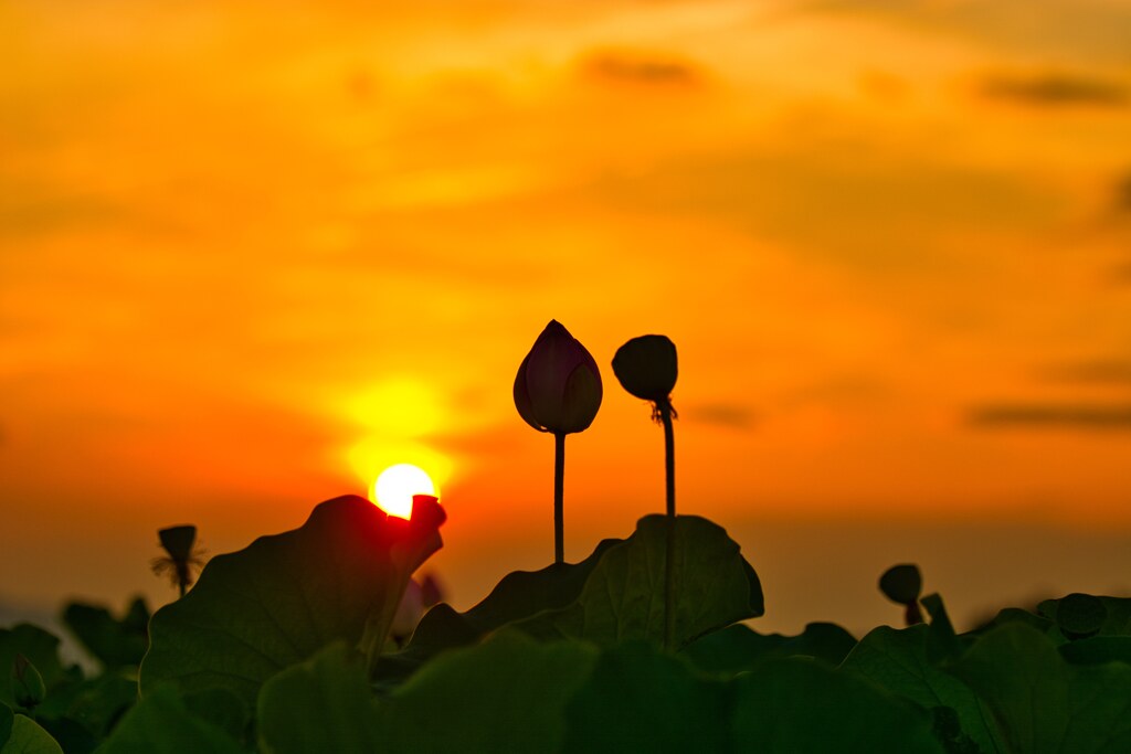 夕陽に照らされて・・弐