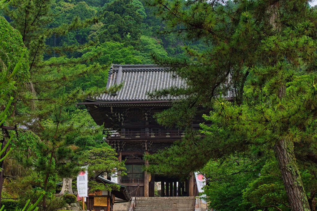 新緑の長谷寺～仁王門