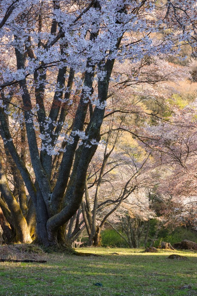 山桜　咲く