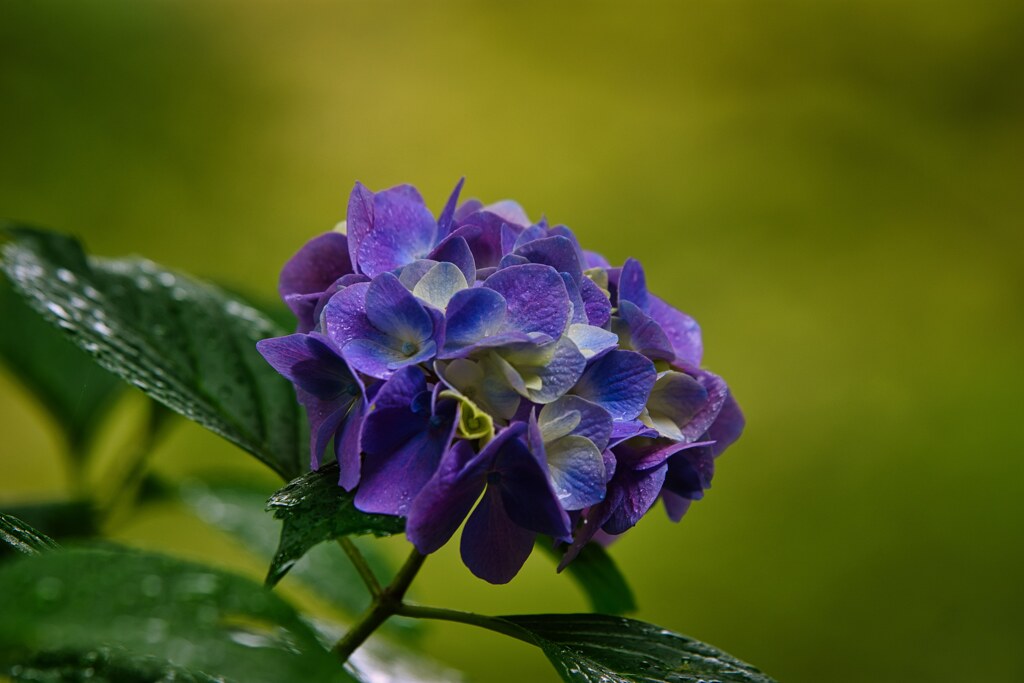 雨中の中で・・紫陽花