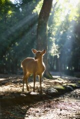 Sacred deer