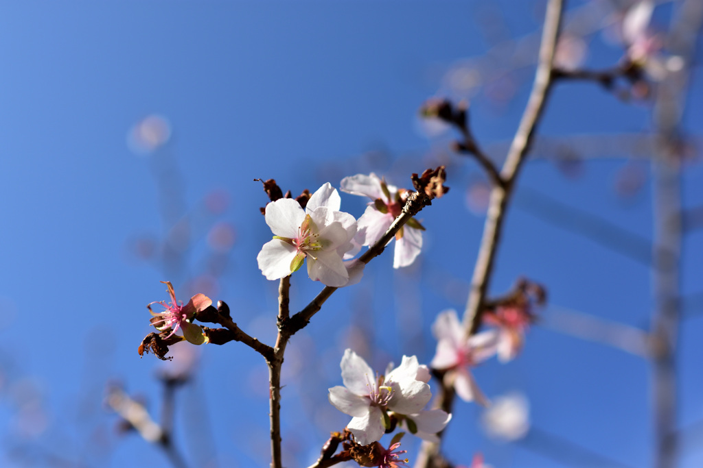晴天に華咲く