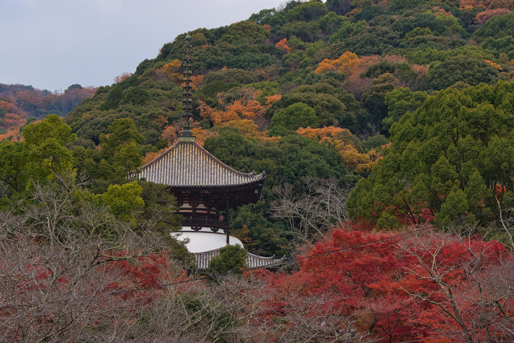 晩秋～根来寺～大塔